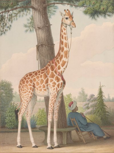 Studie der Giraffe, die Charles X. vom Vizekönig von Ägypten geschenkt wurde von Nicolas Hüet the Younger